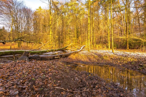 Paysage forestier avec ruisseau et barrage de castors — Photo