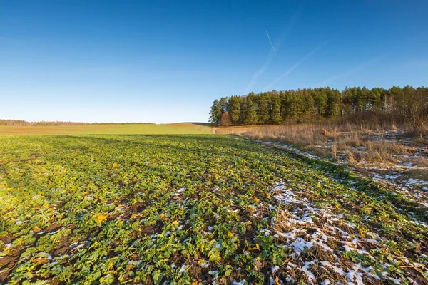 Pejzaż pole wczesną zimą — Zdjęcie stockowe