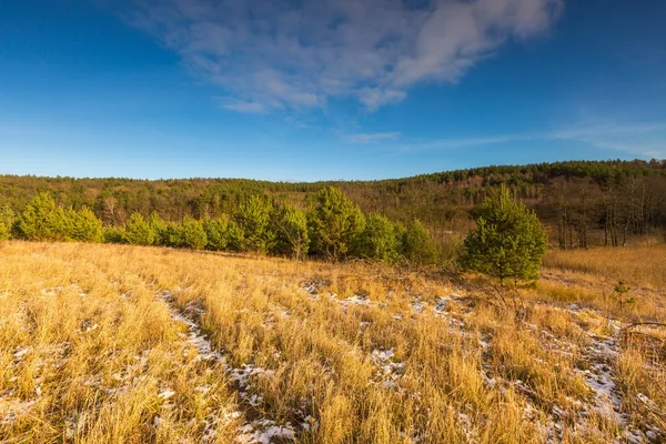 Early winter field landscape — Stock Photo, Image