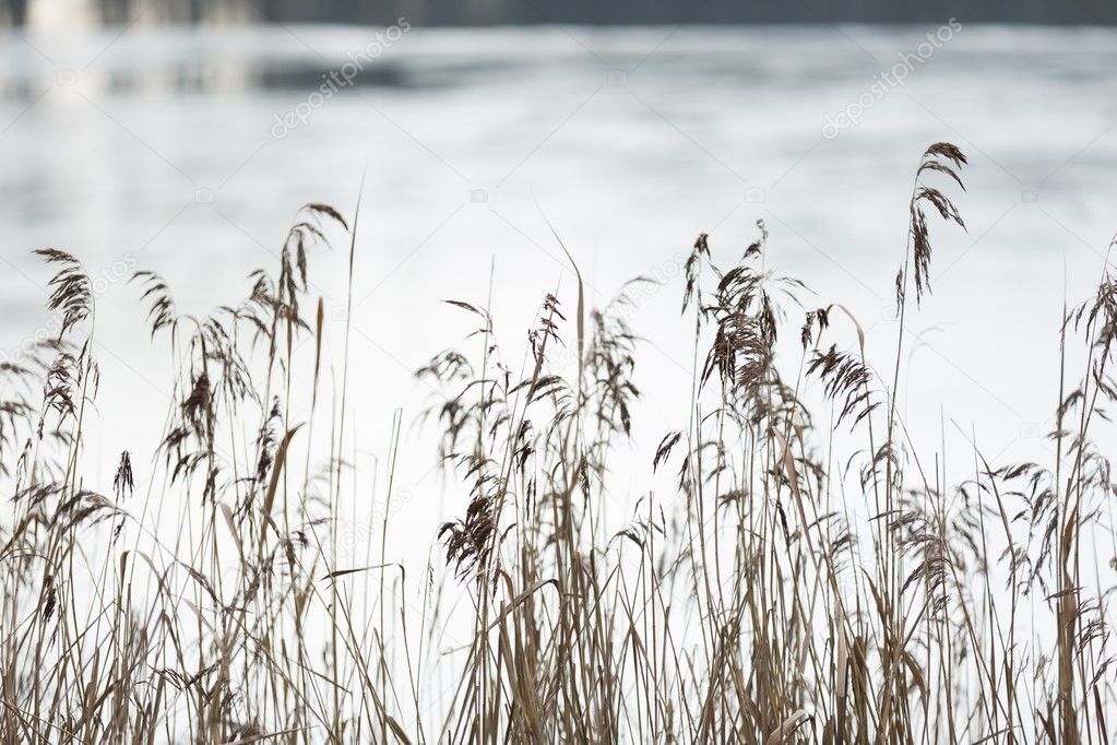 Reeds growing on lake shore