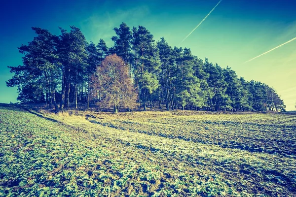 Foto vintage de los primeros campos de invierno — Foto de Stock