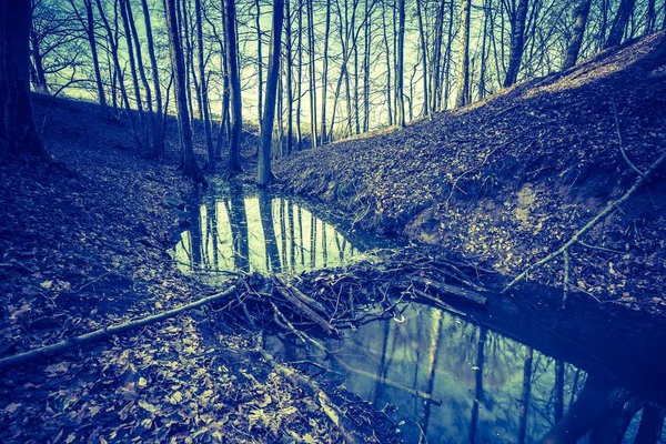 Kış orman Vintage Fotoğraf — Stok fotoğraf