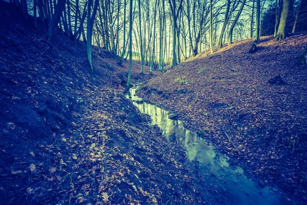 Foto vintage da floresta de inverno — Fotografia de Stock