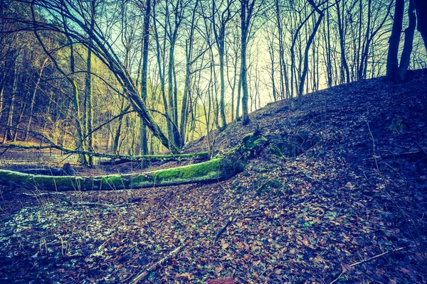 Foto vintage da floresta de inverno — Fotografia de Stock