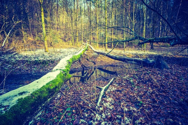 Foto vintage del bosque de invierno — Foto de Stock