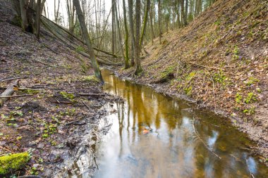Küçük dere manzara ile erken bahar orman