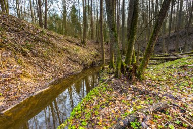 Küçük dere manzara ile erken bahar orman