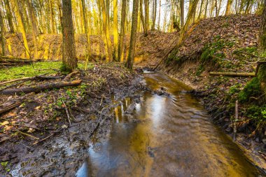 Küçük dere manzara ile erken bahar orman