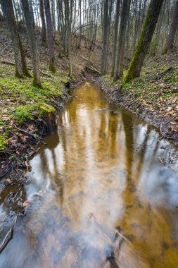 Küçük dere manzara ile erken bahar orman