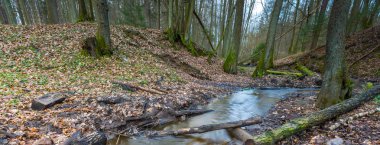 Küçük dere manzara ile erken bahar orman