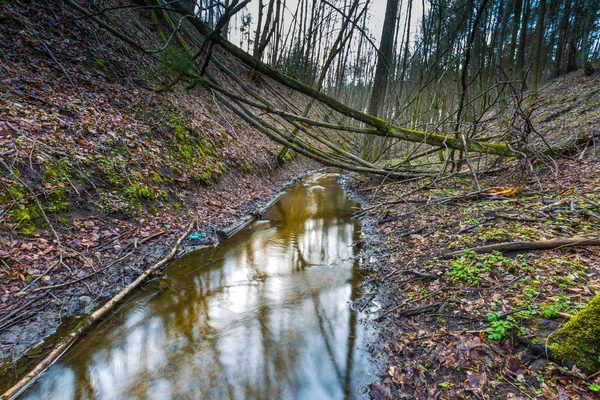 Foresta all'inizio della primavera con piccolo paesaggio ruscello — Foto Stock