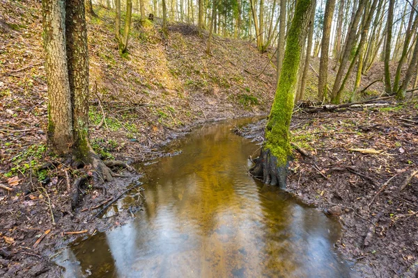 Early spring forest with small stream landscape — Stock Photo, Image