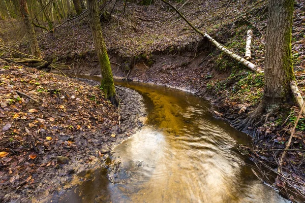 Vroege voorjaar bos met beekje landschap — Stockfoto