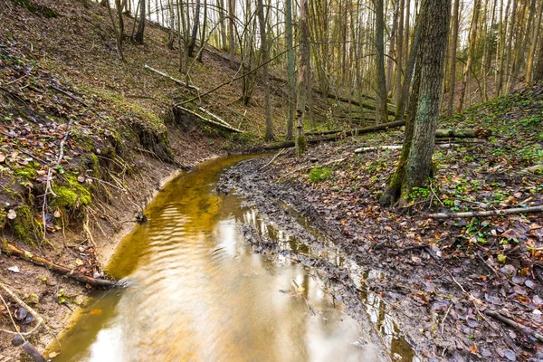 Early spring forest with small stream landscape — Stock Photo, Image