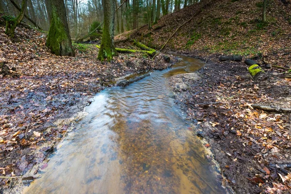 Early spring forest with small stream landscape — Stock Photo, Image