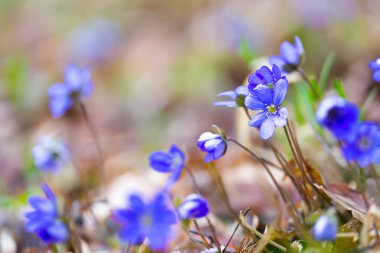 Liverworts çiçekleri yakın çekim 