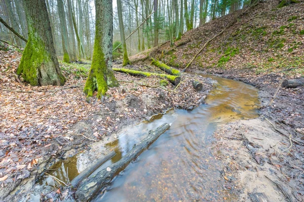 Tidigt på våren skog med liten bäck landskap — Stockfoto