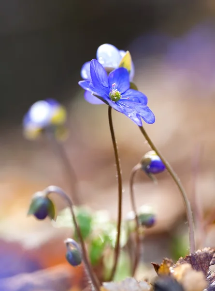 Close up of Liverworts flowers — Stock Photo, Image