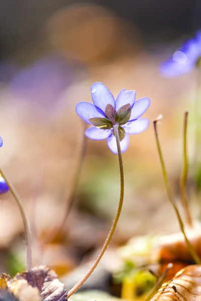 Close up de Liverworts flores — Fotografia de Stock