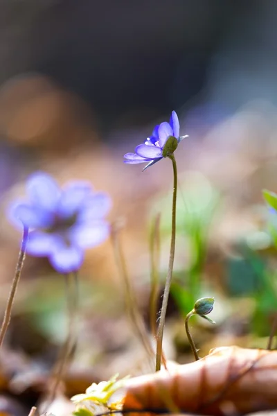 Close up of Liverworts flowers — Stock Photo, Image