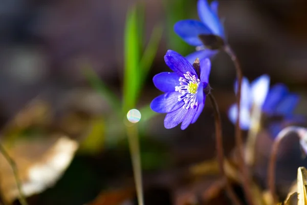 Gros plan de fleurs d'hépatiques — Photo