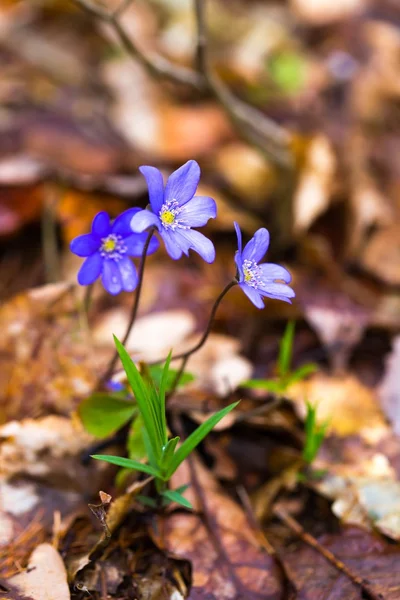 Primo piano di fiori Liverworts — Foto Stock