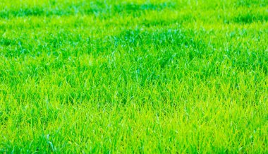 Genç yeşil çavdar alanının yakın çekim