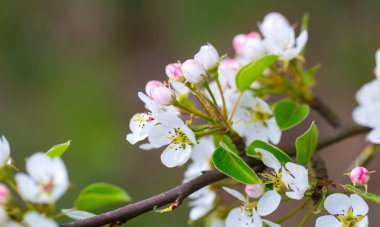 Elma ağacının çiçekleri 