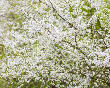 Bahar çiçek açan kiraz ağacı çiçek