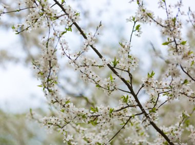 Bahar çiçek açan kiraz ağacı çiçek