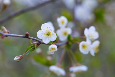 Bahar çiçek açan kiraz ağacı çiçek