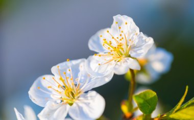 Bahar çiçek açan kiraz ağacı çiçek