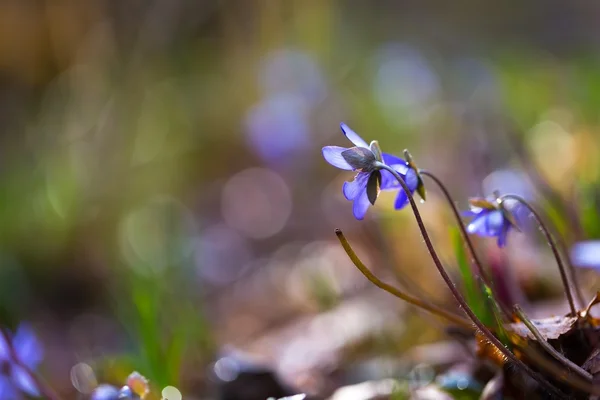 Primo piano di fiori Liverworts — Foto Stock