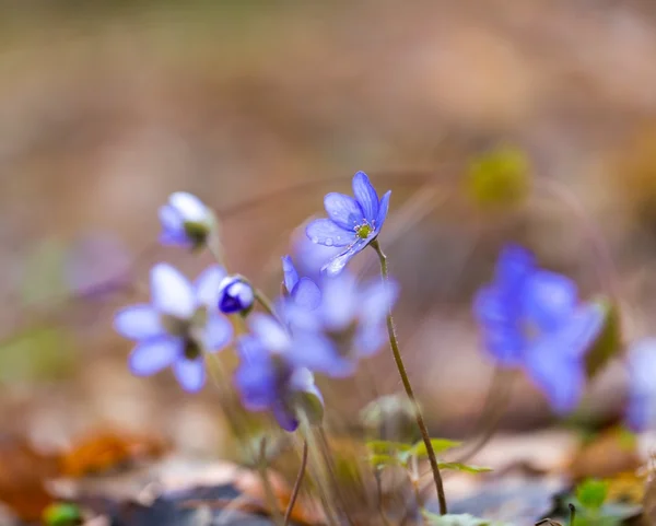 Primo piano di fiori Liverworts — Foto Stock