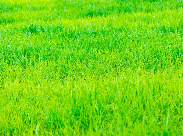 Primer plano del campo de centeno verde joven — Foto de Stock