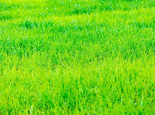 Gros plan sur un jeune champ de seigle vert — Photo