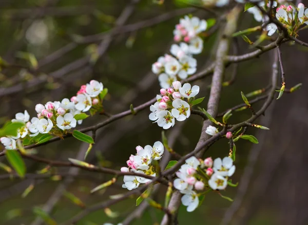 Blühende Blüten des Apfelbaums — Stockfoto