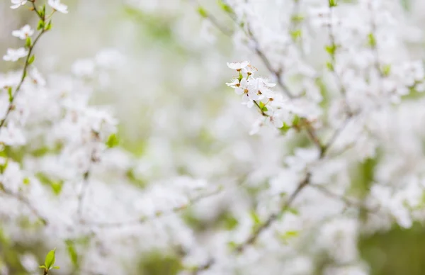 Třešňové květy kvetoucí na jaře — Stock fotografie