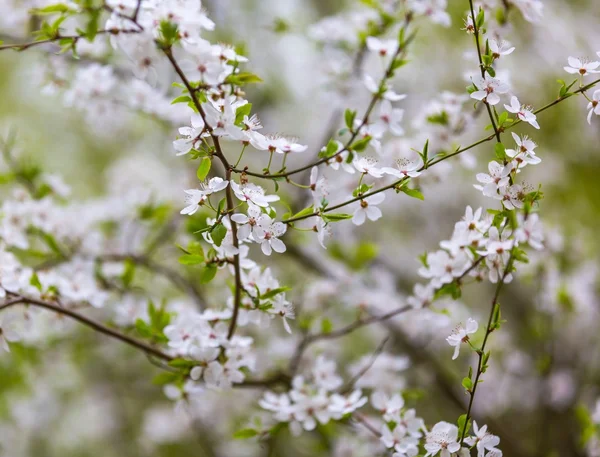 Kirschbaumblüten blühen im Frühling — Stockfoto