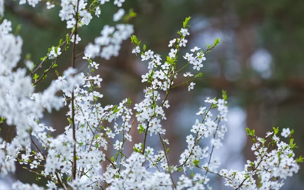 春に咲く桜の花 — ストック写真