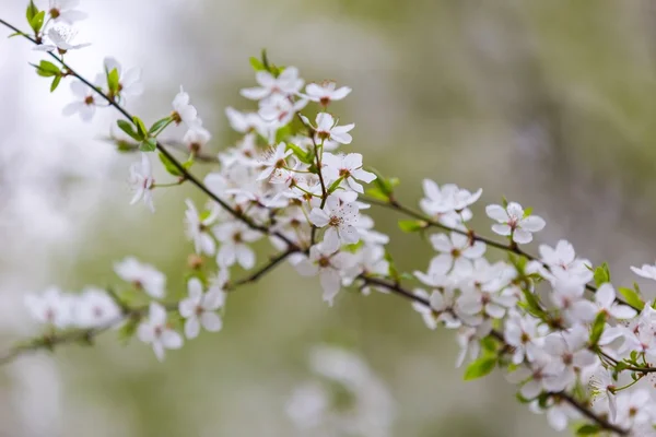 Flores de cerezo floreciendo en primavera —  Fotos de Stock