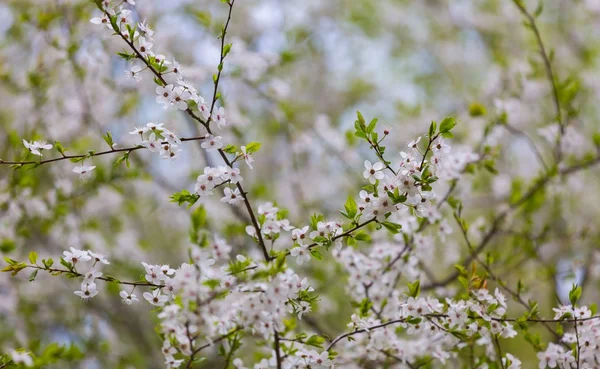 Kirschbaumblüten blühen im Frühling — Stockfoto