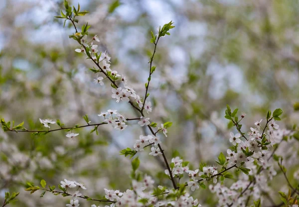 Kirschbaumblüten blühen im Frühling — Stockfoto