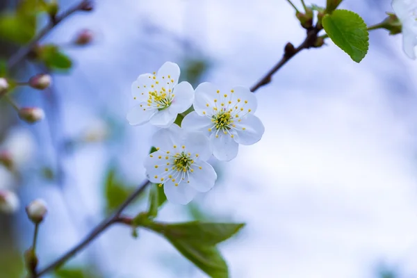 Kirschbaumblüten blühen im Frühling — Stockfoto