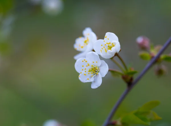 Kirschbaumblüten blühen im Frühling — Stockfoto