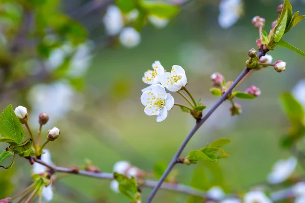 Kirschbaumblüten blühen im Frühling — Stockfoto