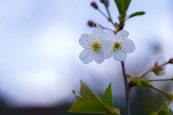 Kirschbaumblüten blühen im Frühling — Stockfoto