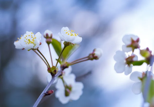 春に咲く桜の花 — ストック写真