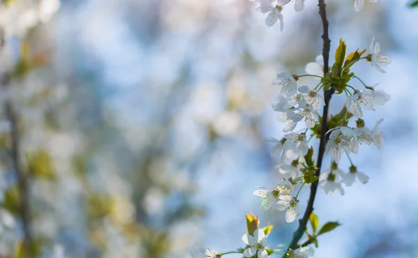 Třešňové květy kvetoucí na jaře — Stock fotografie