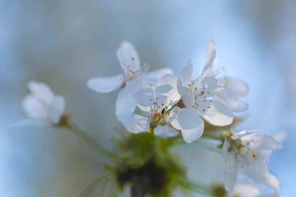 Třešňové květy kvetoucí na jaře — Stock fotografie